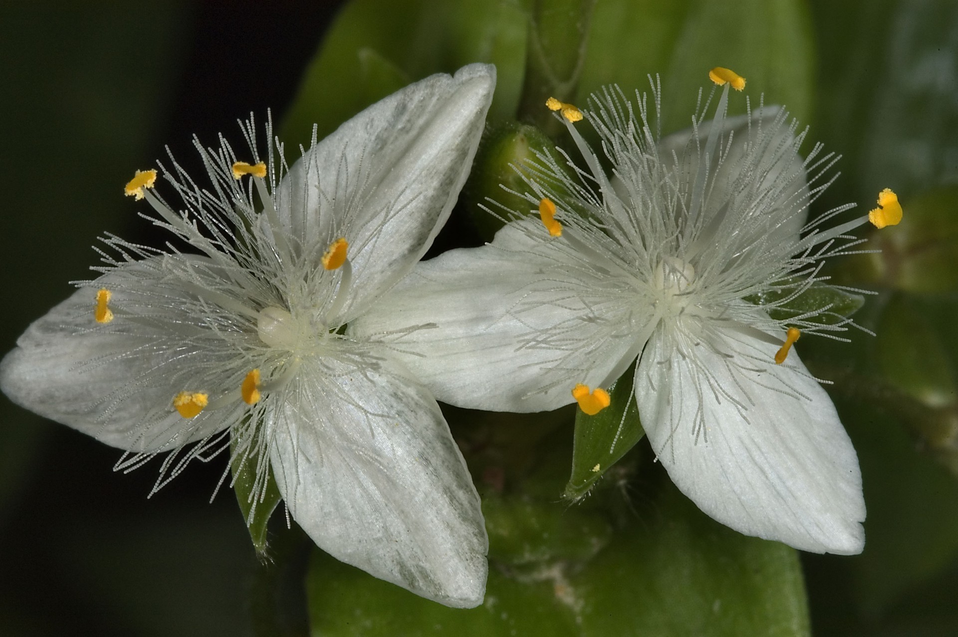 flores naturaleza flor flora al aire libre hoja primer plano floración verano salvaje