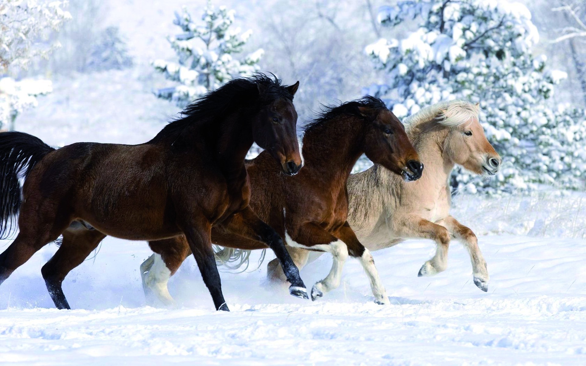 Лошади зимой загрузить