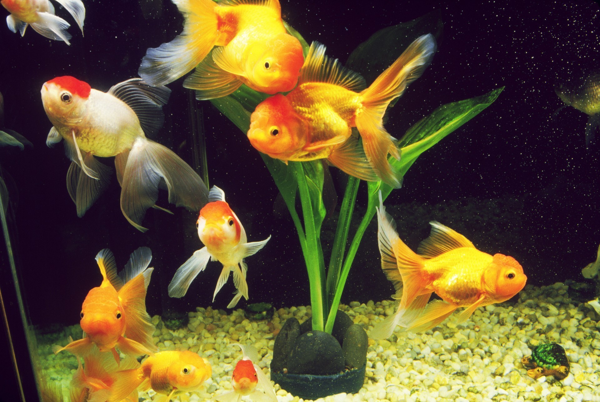 a fish shoal aquarium goldfish underwater fish swimming fishbowl tank water nature tropical aquatic freshwater animal deep carp pet coral flora