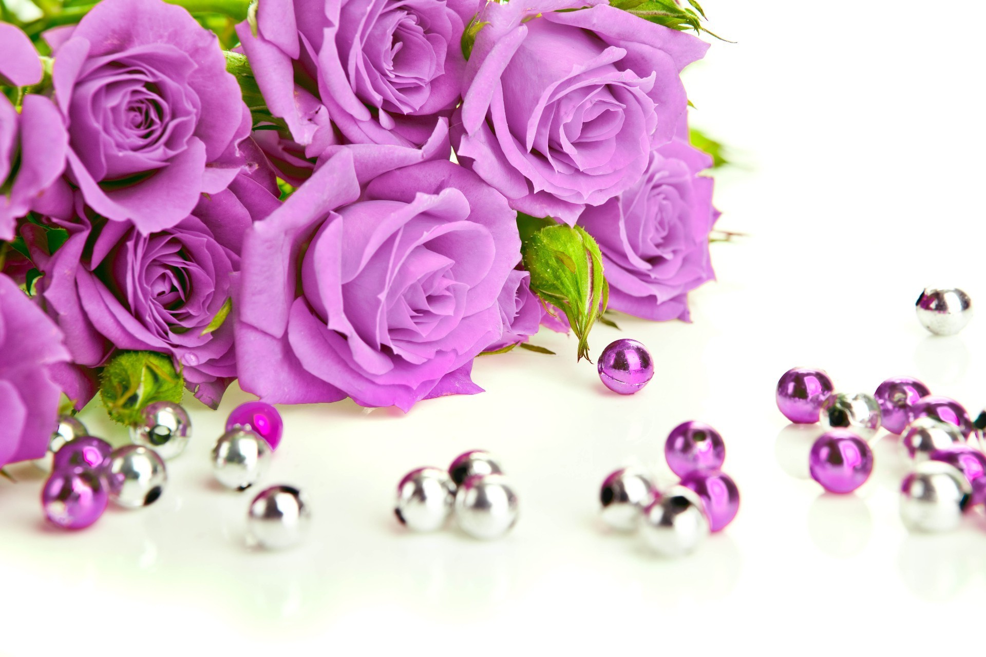 нежно-фиолетовые розы без смс