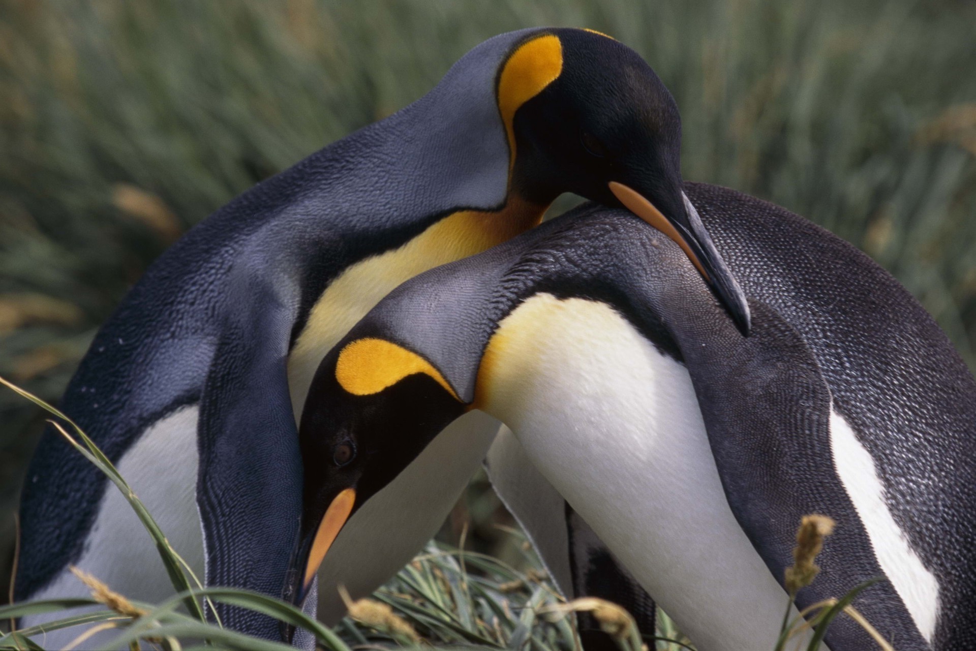 животные дикой природы птица животное природа дикий дневной свет на открытом воздухе океан пингвины море вид сбоку среды гнездо морозный зоопарк дам