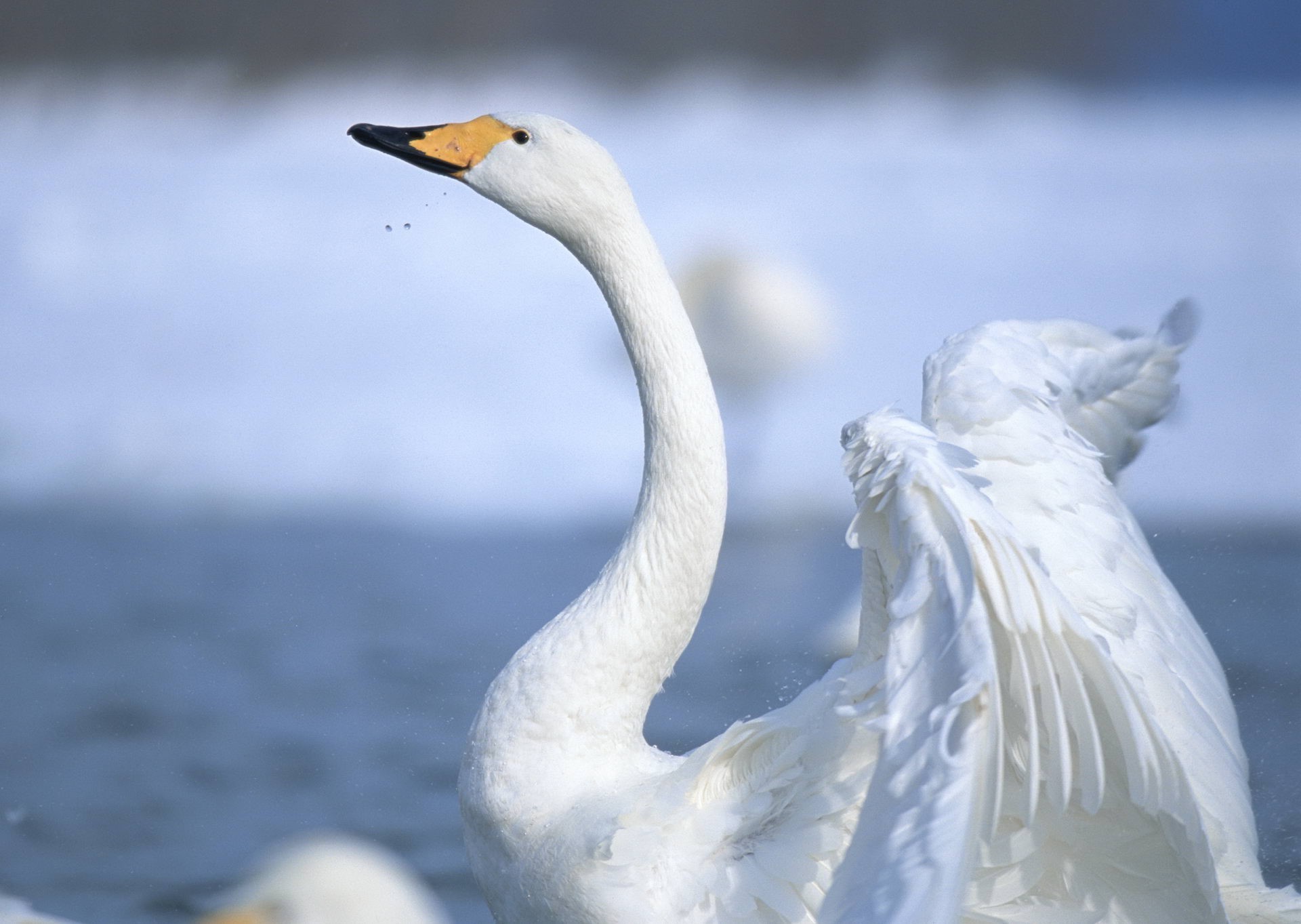 tiere vogel schwan natur tierwelt wasser feder winter im freien wasservögel tier gans ente see schnee vögel