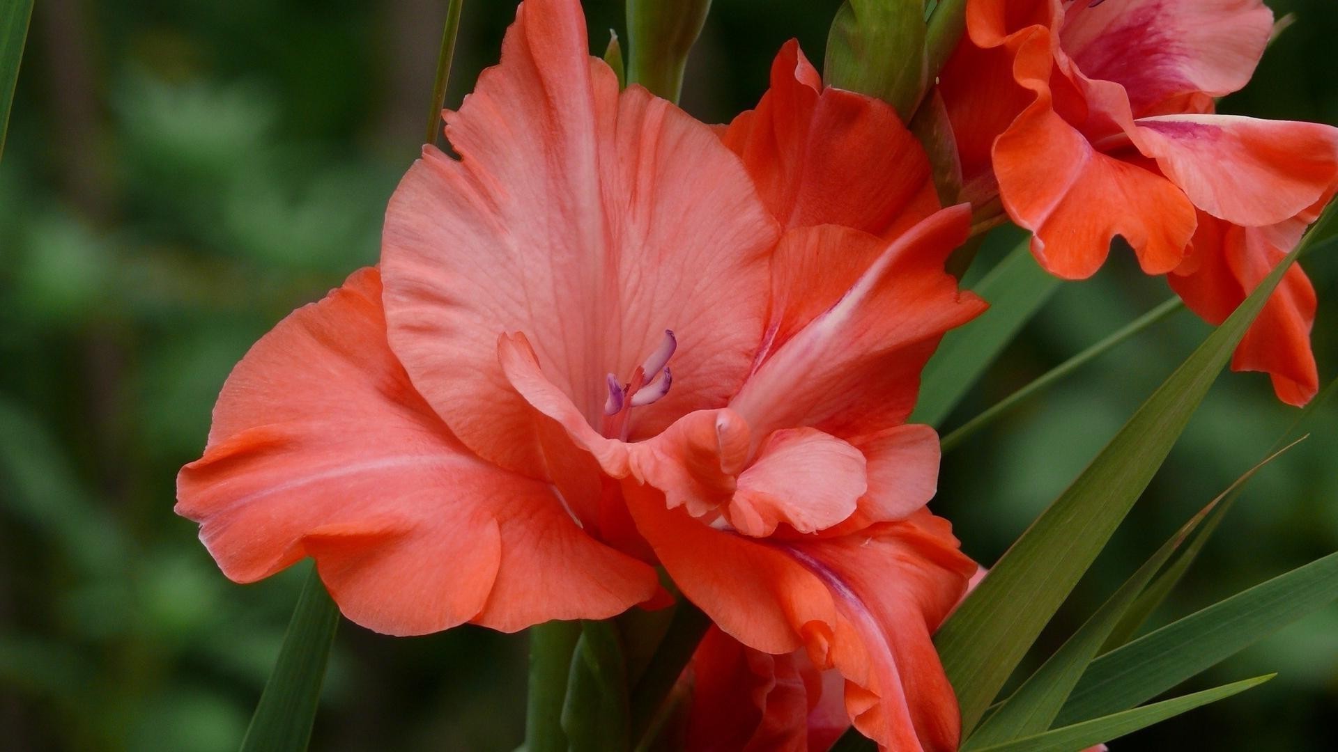 крупным планом цветок природа флора сад лист блюминг лето лепесток цветочные цвет яркий красивые букет рост сезон крупным планом тропический тюльпан на открытом воздухе