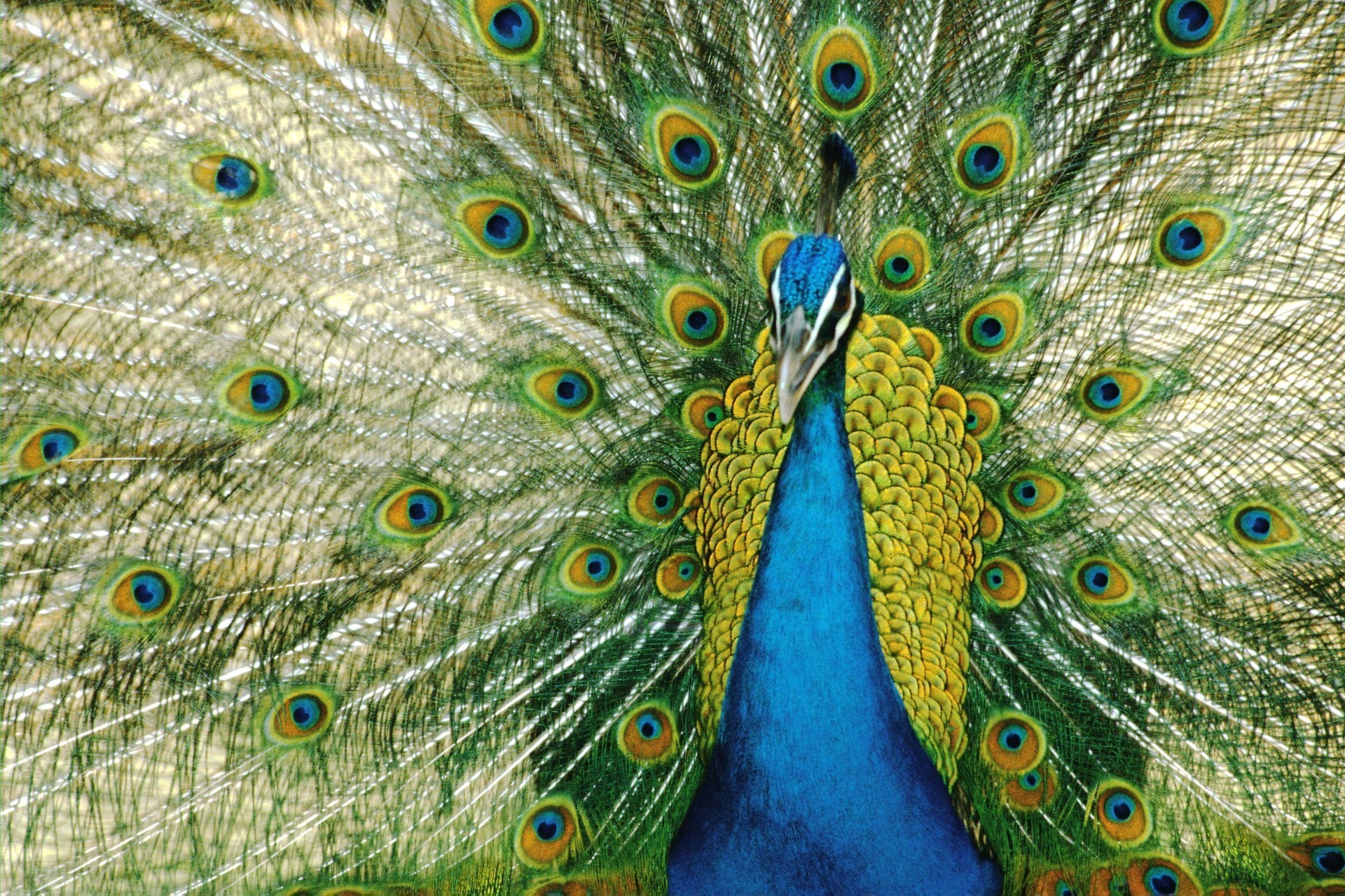 animals peacock pattern feather turquoise tail bird vibrant desktop nature tropical animal texture color bright zoo peafowl wildlife multi exhibition ritual