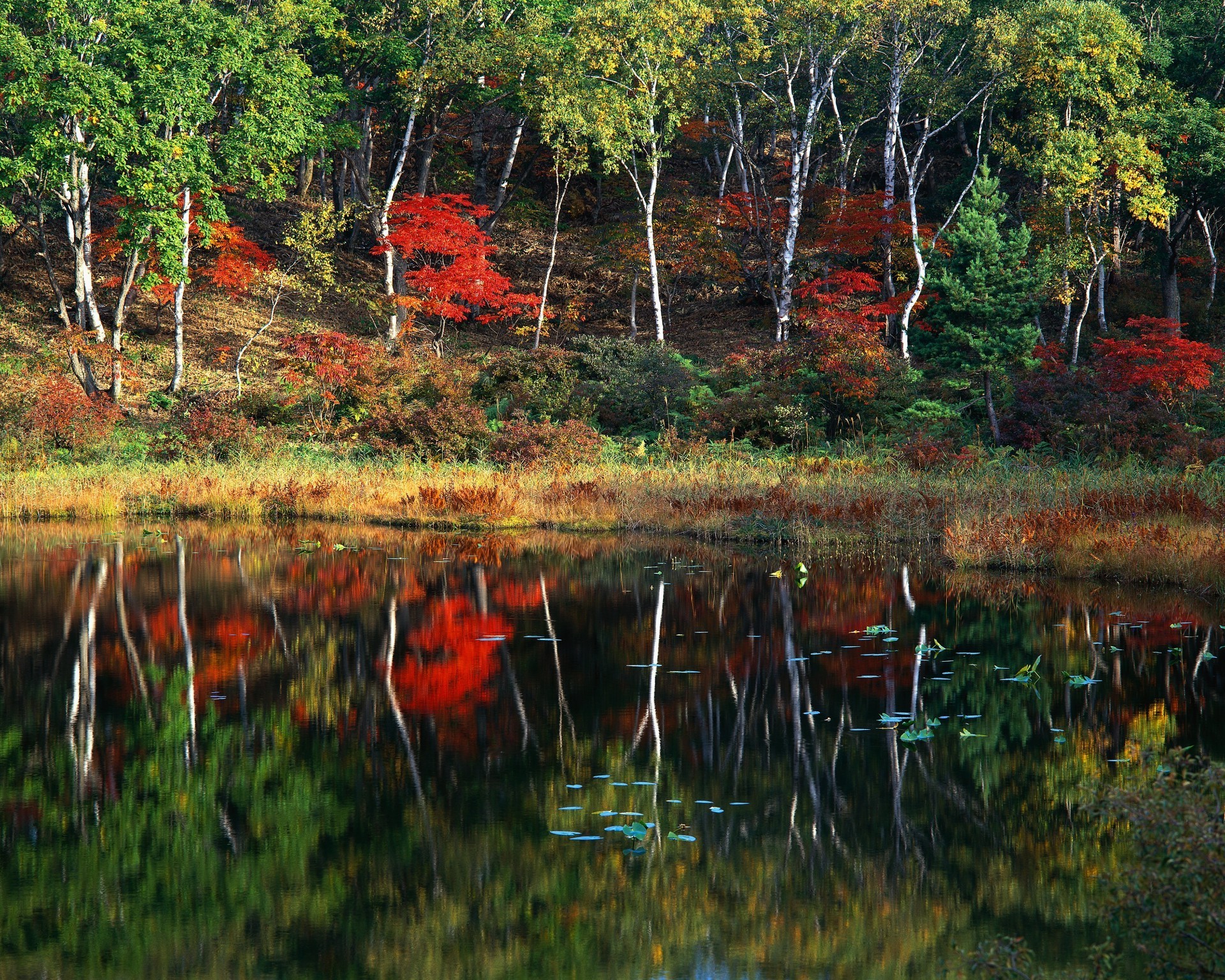 lake fall wood nature water tree leaf landscape river outdoors environment reflection color travel