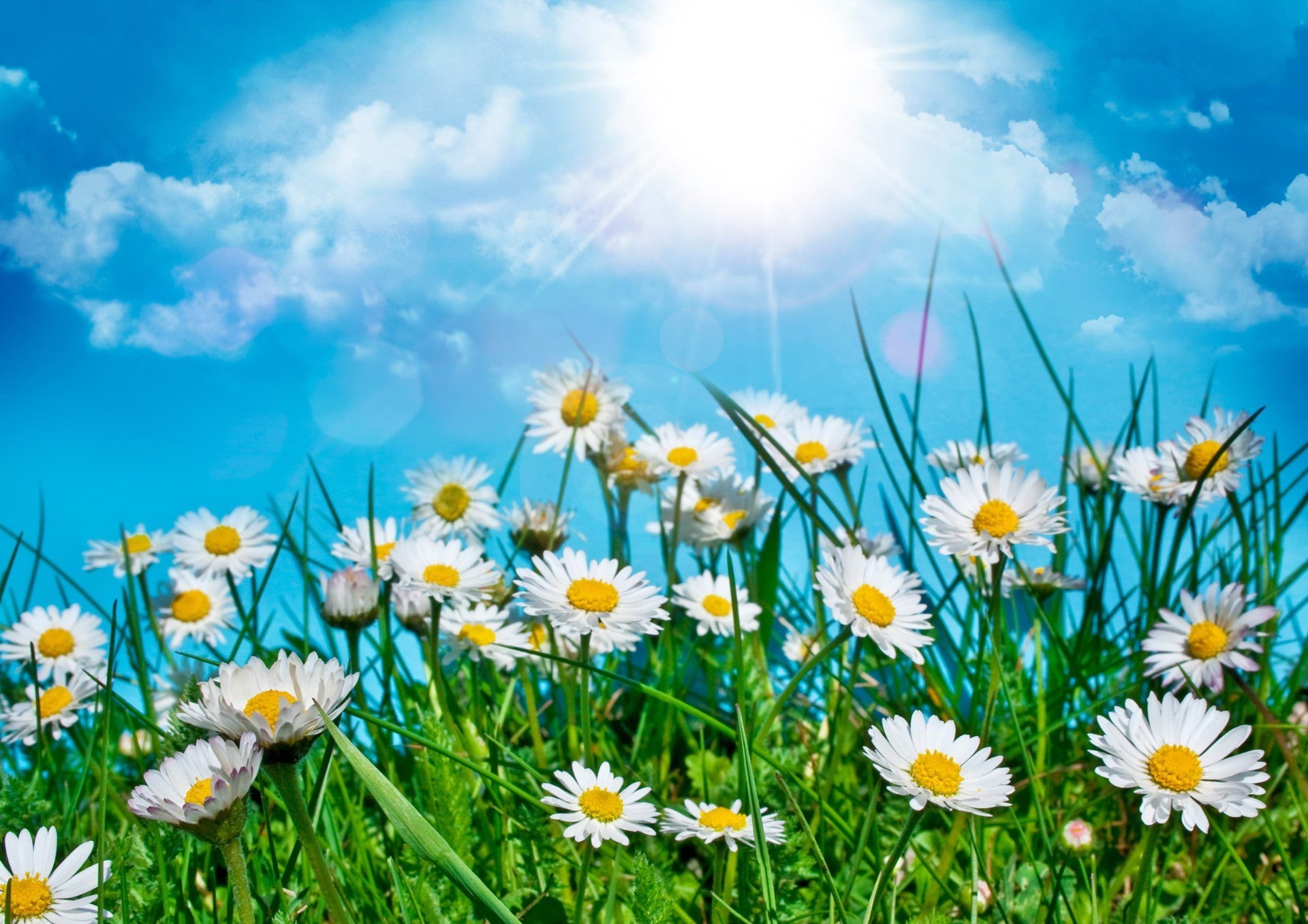 chamomile hayfield field summer nature flora flower grass rural sun season fair weather bright growth environment floral sunny garden lawn color