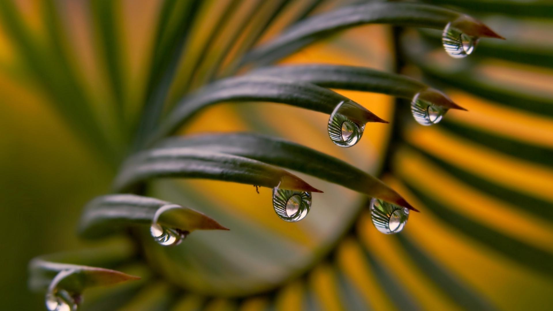 gouttelettes d eau pluie chute rosée nature eau feuille flore gouttes propreté flou dof humide couleur jardin été à l extérieur