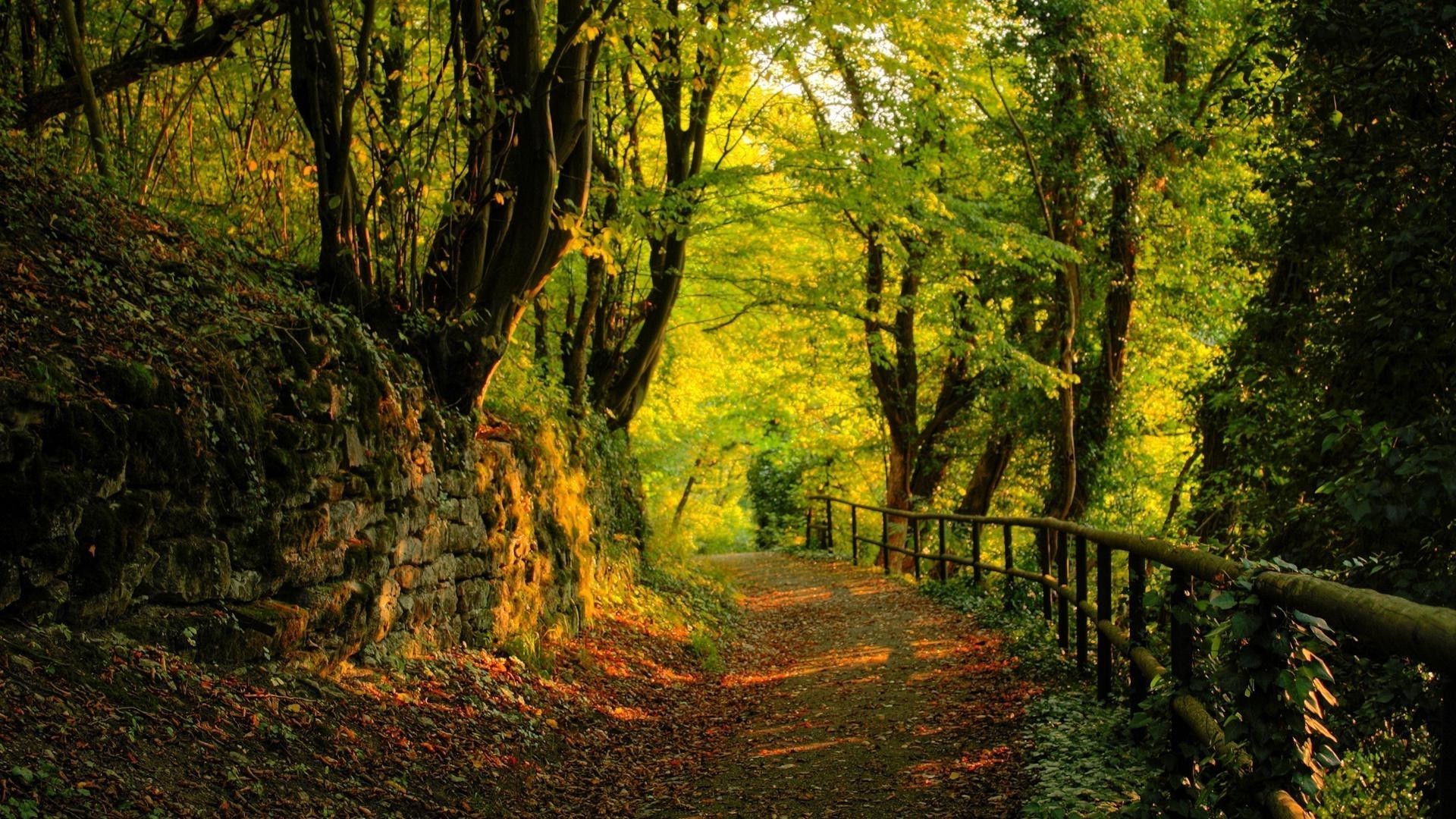 лес древесины осень лист дерево пейзаж природа парк живописный руководство пышные на открытом воздухе хорошую погоду тропинка среды след пейзажи рассвет походу сезон