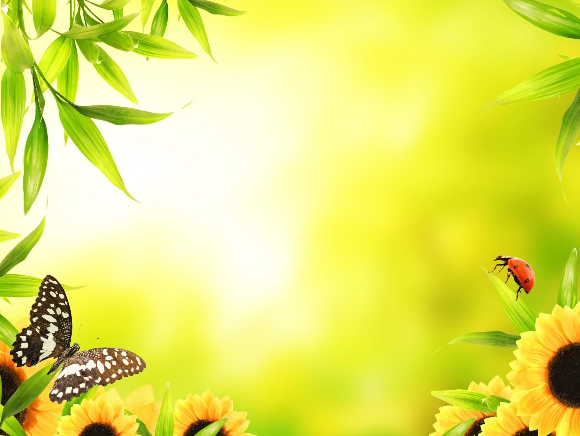 насекомые природа лето насекомое лист хорошую погоду бабочка цветок яркий солнце пчелка на открытом воздухе рост пыльца мало божья коровка флора мед трава летать