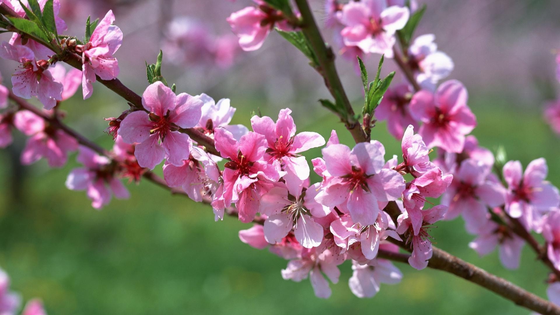 fleurs sur les arbres fleur arbre cerise branche jardin nature flore bluming pétale copain croissance feuille floral printemps saison pomme à l extérieur délicat gros plan