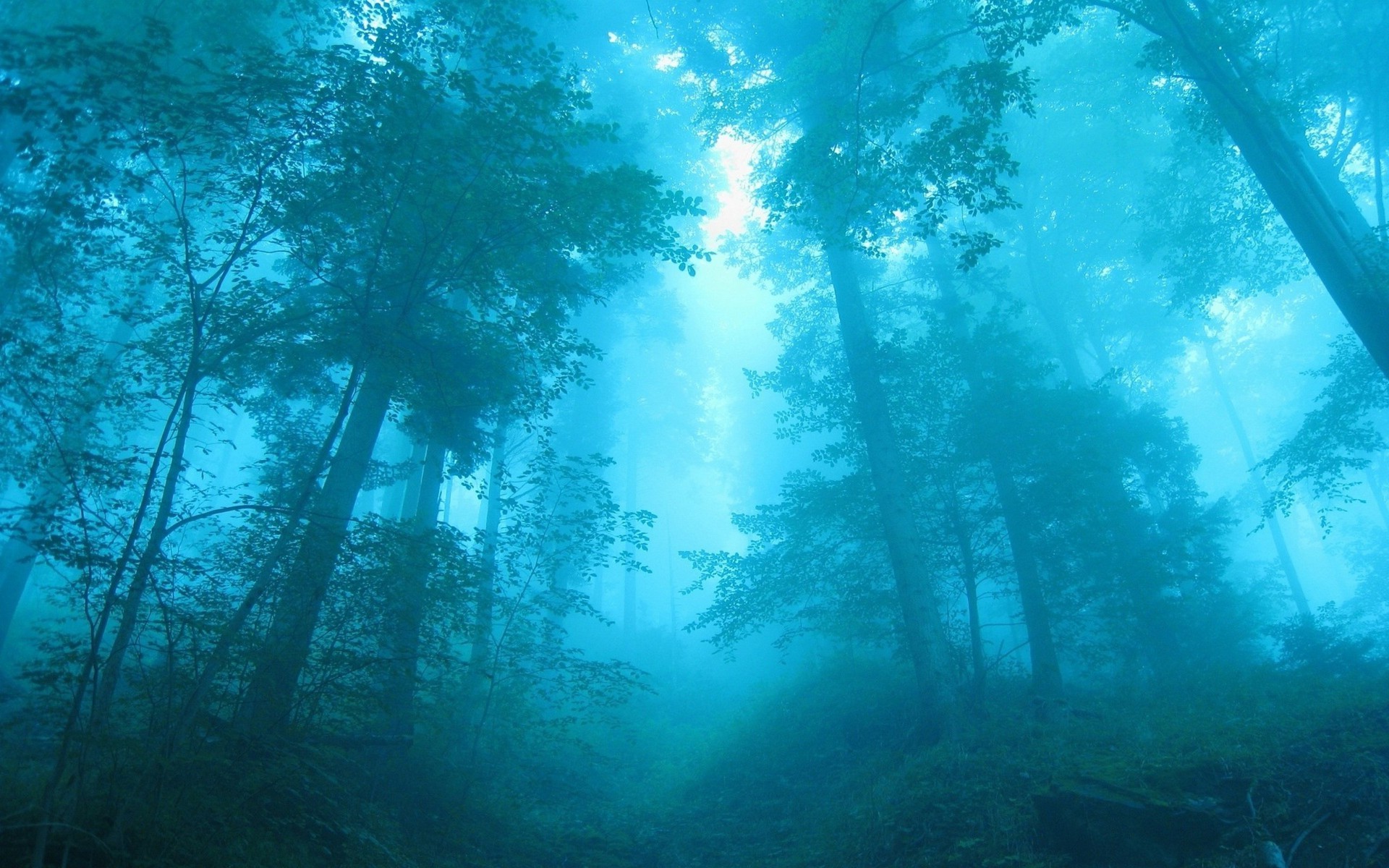 лес рабочего стола воды среды природа подводный свет