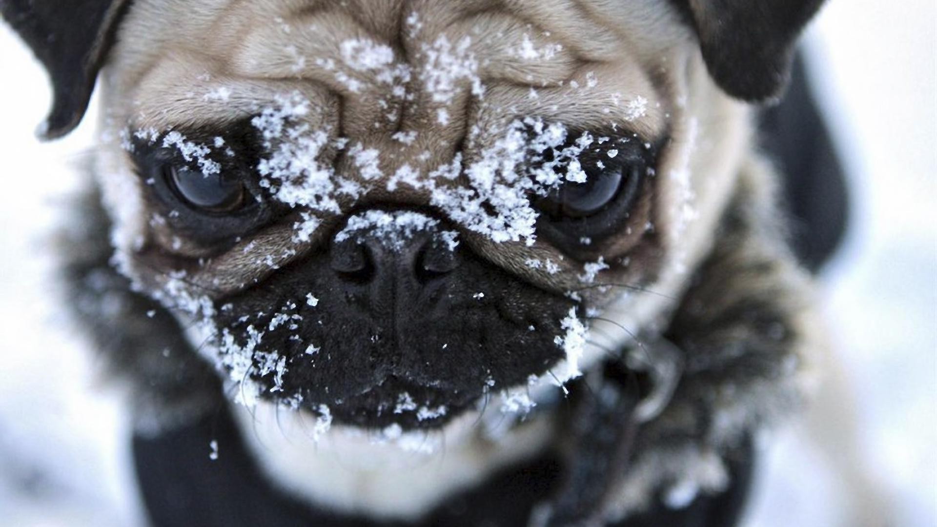 cães retrato fofa pequeno cão animal cara mamífero natureza chocolate estúdio solteiro animal de estimação doce jovem olho