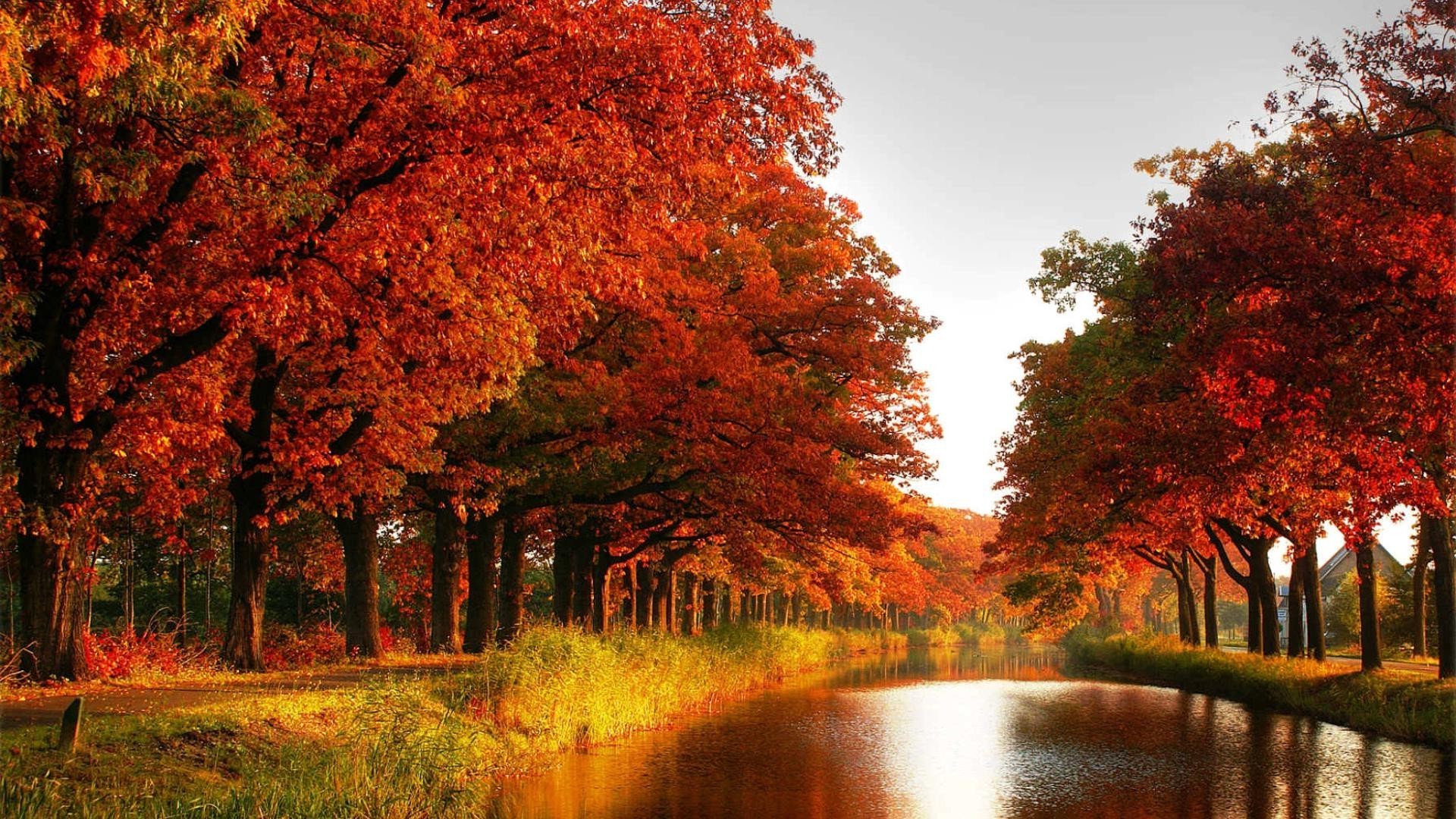 rivières étangs et ruisseaux étangs et ruisseaux automne feuille arbre bois nature à l extérieur aube paysage érable parc lumineux beau temps branche saison scénique