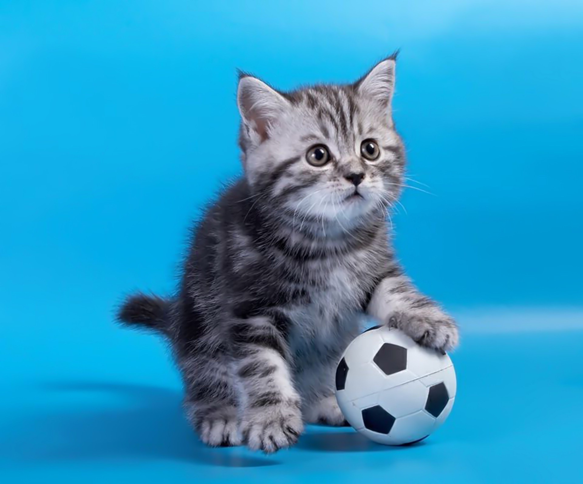 gatos gato gatinho doméstico fofa animal de estimação pele pequeno animal jovem mamífero adorável jogos retrato bola tabby sentar engraçado fofo peludo olho