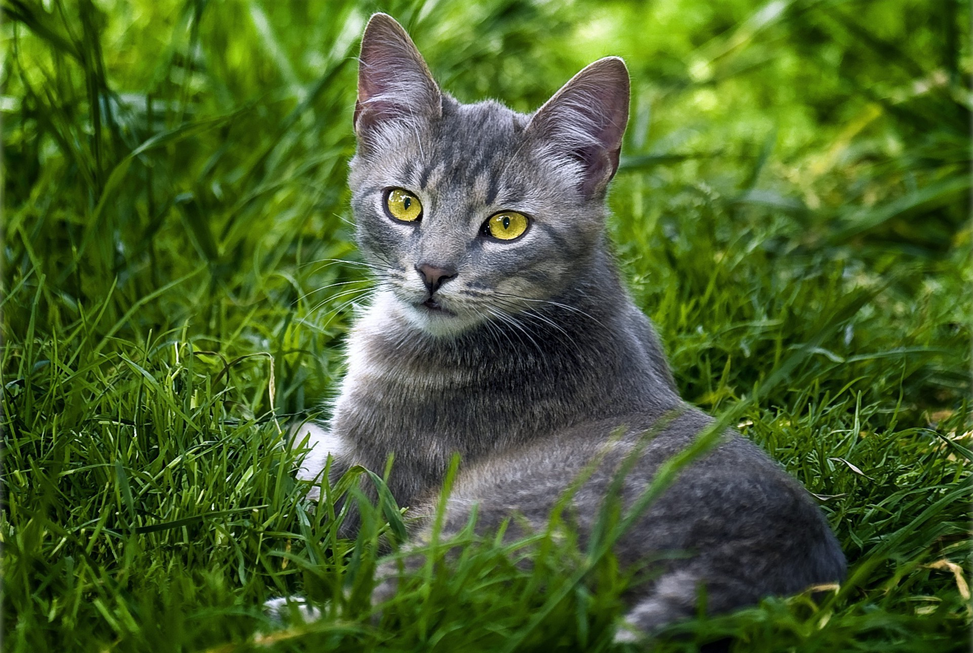 chat herbe mignon chat nature animal fourrure domestique chaton oeil jeune petit animal gris portrait