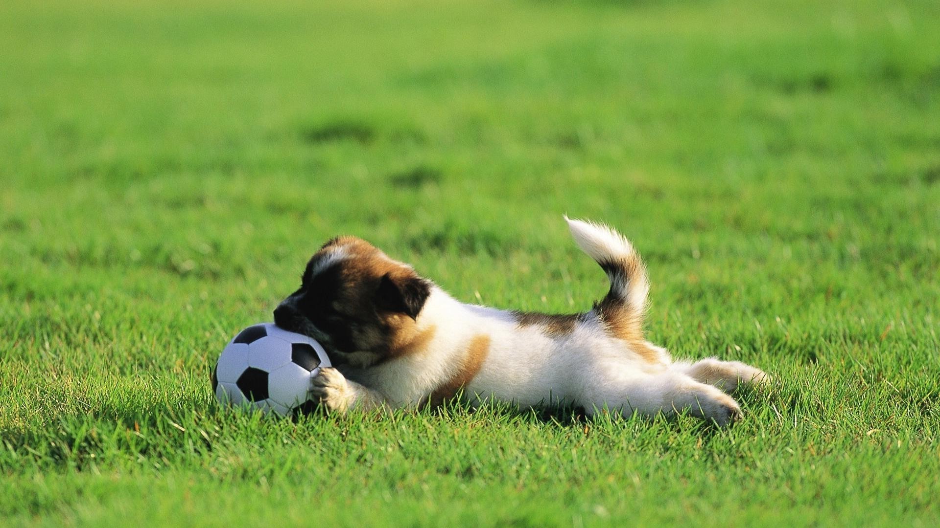 hunde gras hund säugetier tier feld hundeführer haustier niedlich welpe heuhaufen rasse jung reinrassig