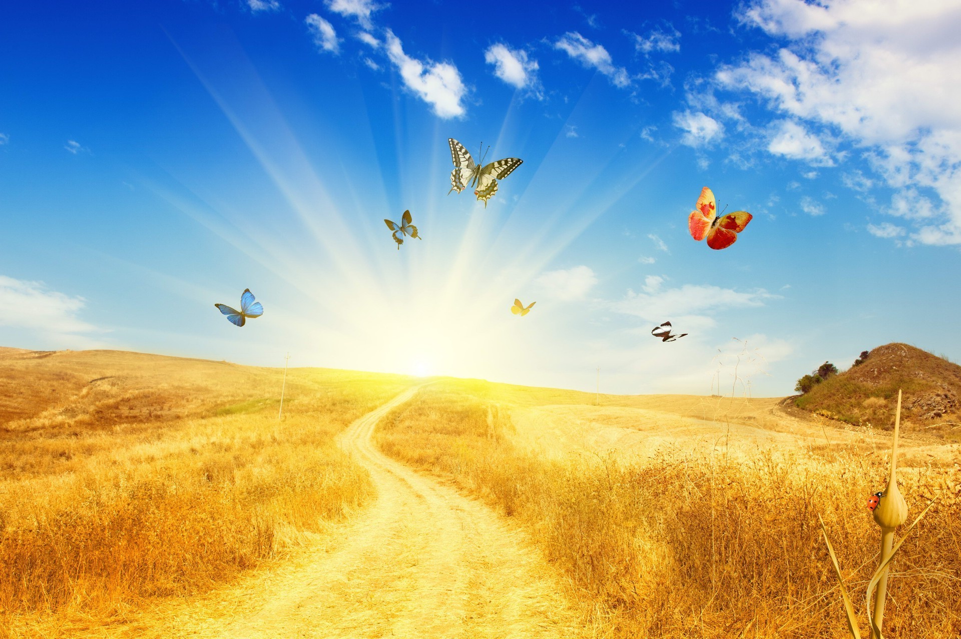 felder wiesen und täler himmel landschaft natur im freien sonne feld des ländlichen gutes wetter