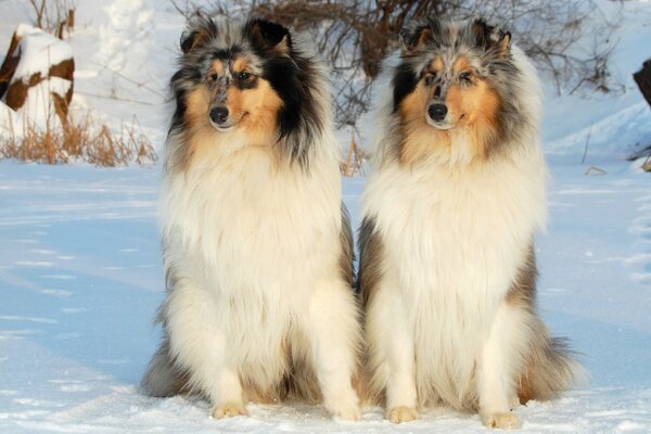 Zwei flauschige Hunde im Schnee