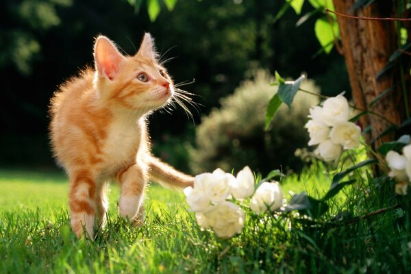 Çiçekli bir ağacın yanındaki çimlerin üzerindeki kedi