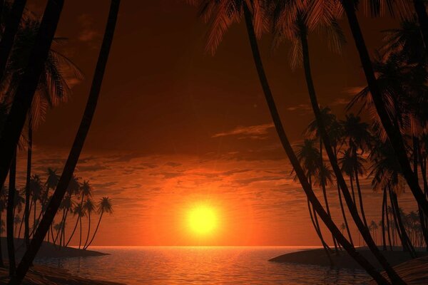 Hermosa puesta de sol con playa y palmeras