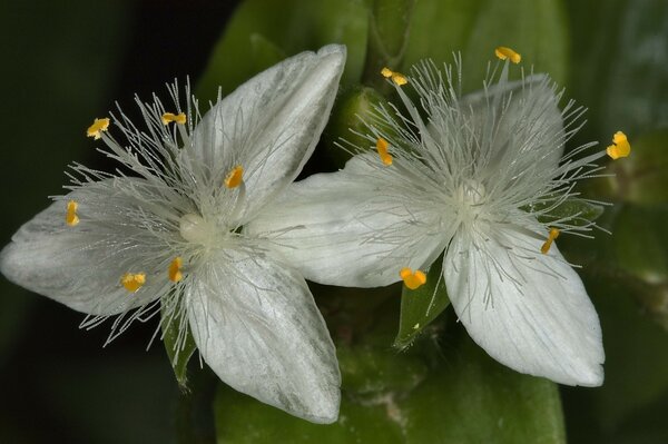 Lindas flores brancas ao ar livre