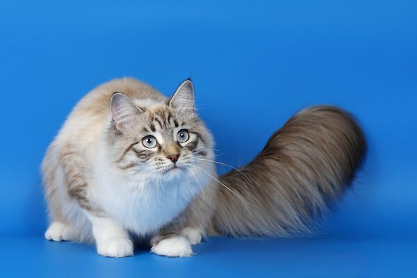 A blue - eyed cat with a fluffy tail