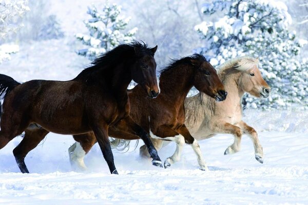 Caballería de tres caballos corriendo