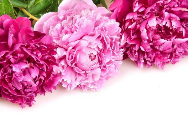 Three pink peonies are lying