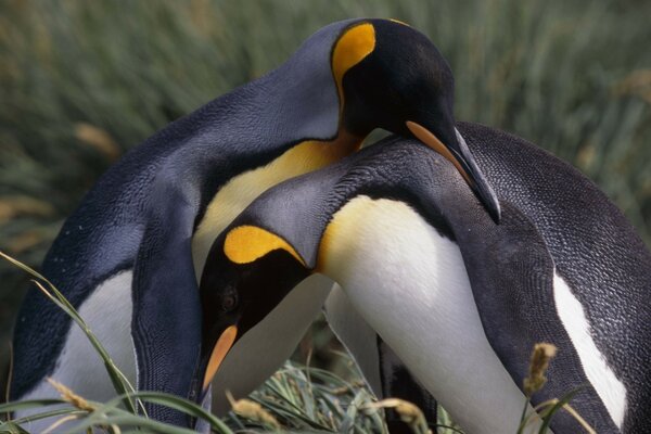 Deux beaux pingouins dans la nature