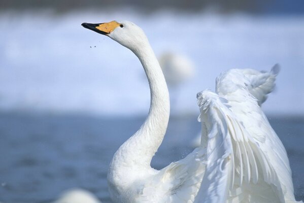 Ein Schwan am See, der seine Flügel auflöste