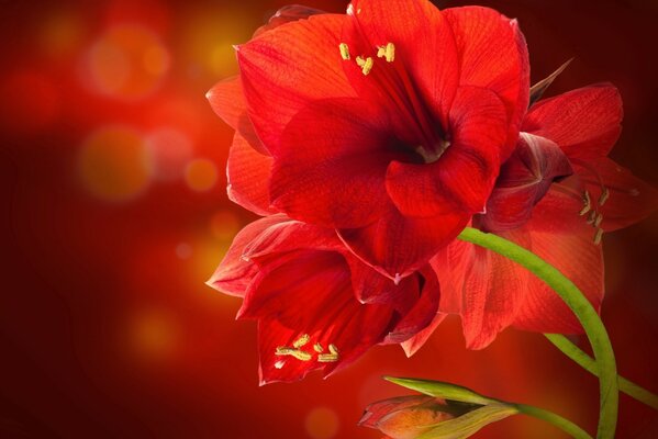 Fleur rouge sur une tige verte