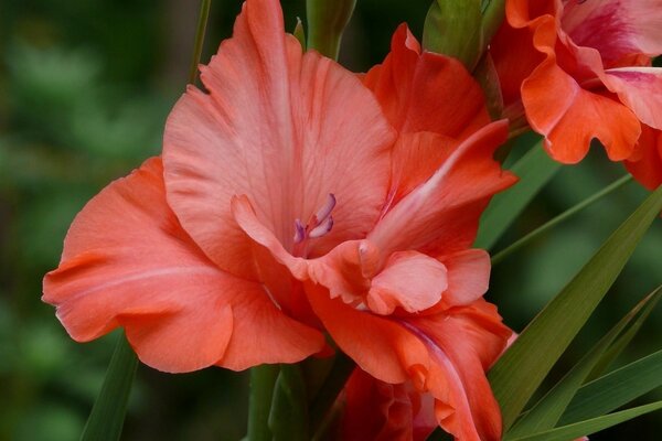 Cerca de la flor roja