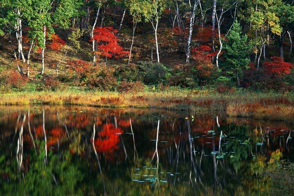 Wald, der sich im Wasser widerspiegelt