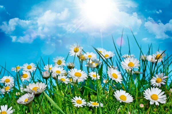 Snow-white daisies in the field in summer