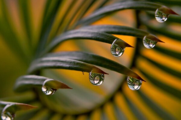 Palm tree at sunset with transparent drops