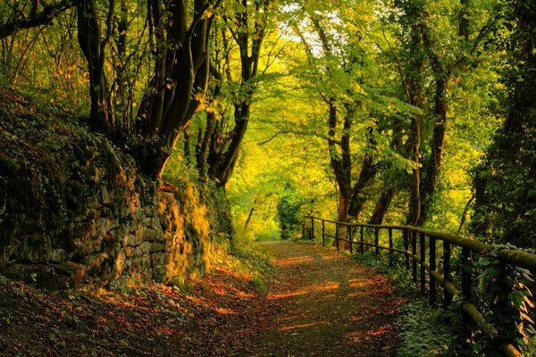 Sonbahar ormanındaki ağaçların arasındaki yol