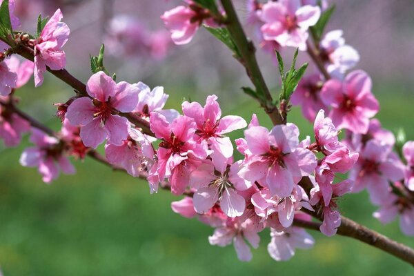 Kirschblüten auf grünem Gras Hintergrund