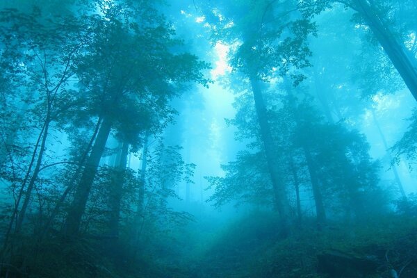 Favolosa foresta fitta nella nebbia