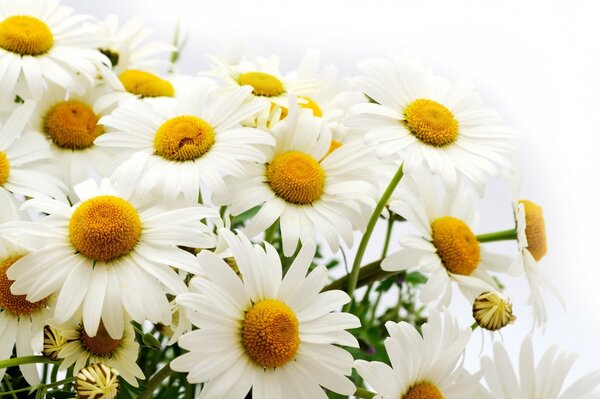 Bouquet di margherite su sfondo bianco