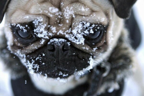 Süßer Mops mag den Winter offensichtlich nicht