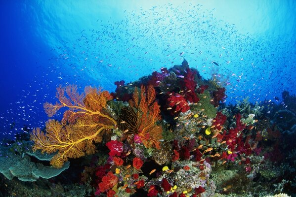 Récif karal multicolore et beaucoup de poissons