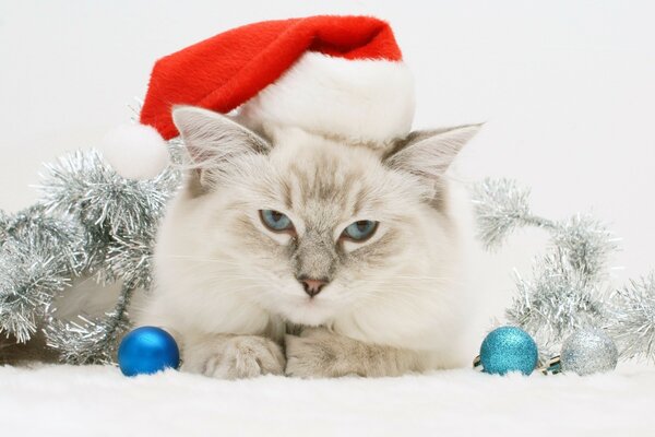 A blue-eyed fuzzy in a Santa Claus hat