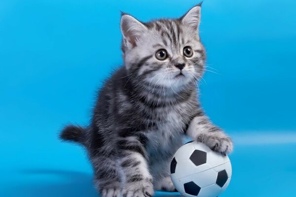 Gatito gris con balón de fútbol