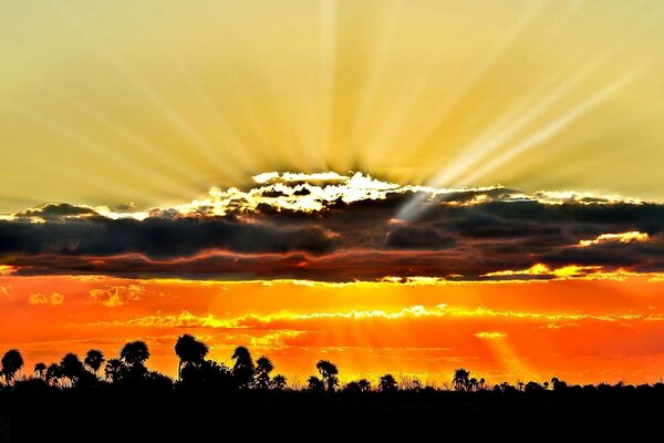 Tramonto arancione con nuvole e alberi