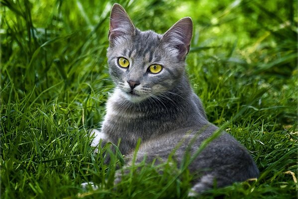 Yellow-eyed cat on the green grass