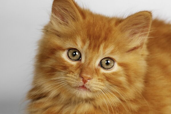 Cute red fluffy kitten