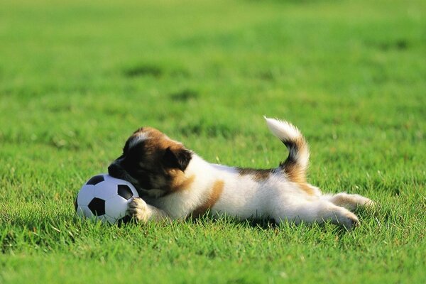 Chien de balle de football semi