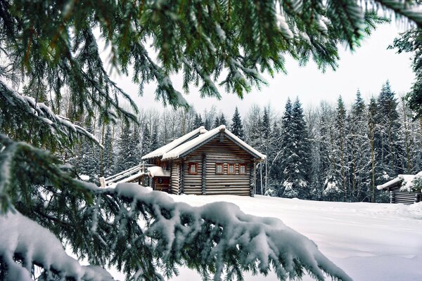 Log cabin in the snow-covered spruce forest