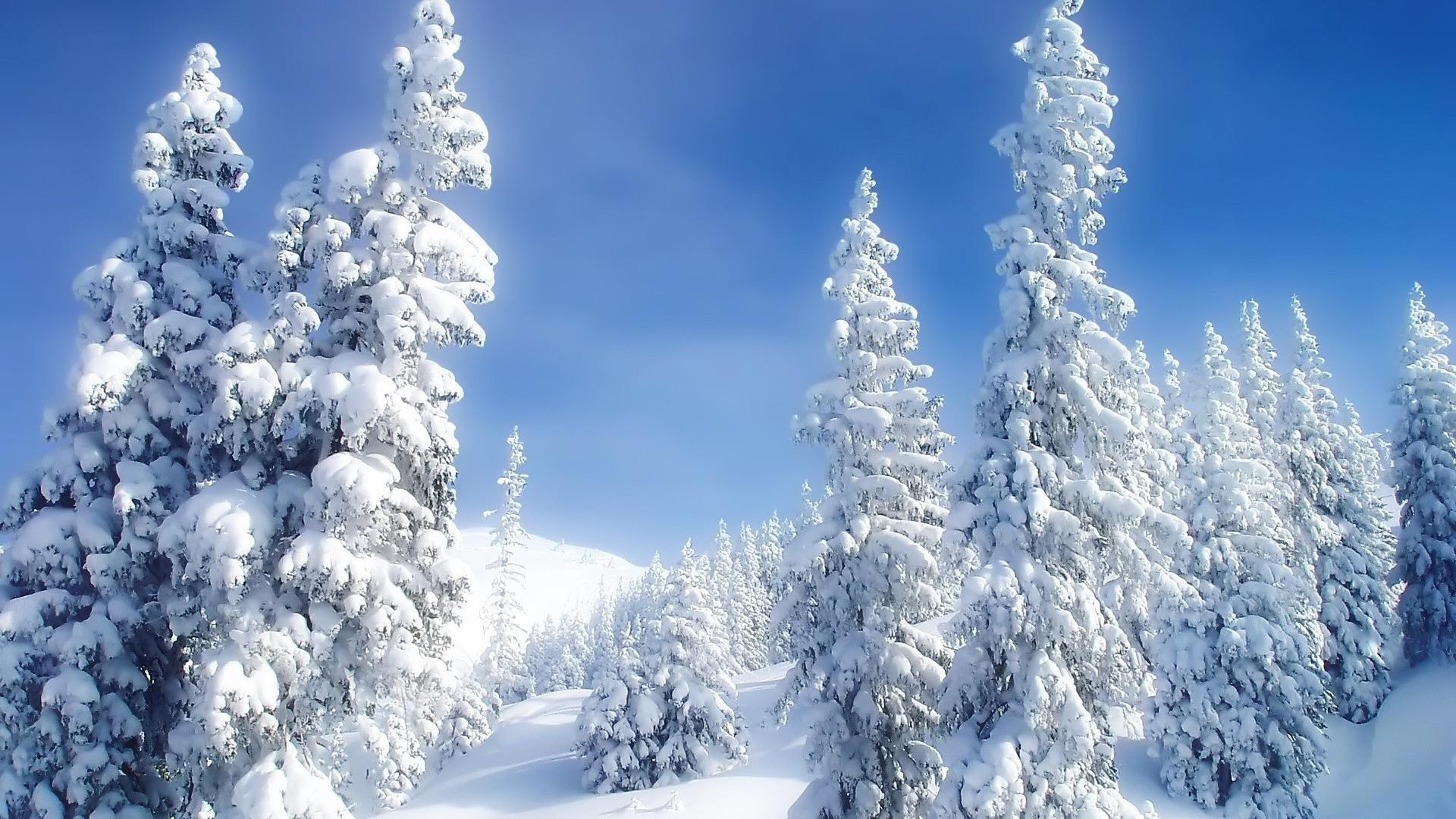 зима снег холодная мороз древесины лед замороженные снежное горы погода пихта сезон хорошую погоду эвергрин живописный