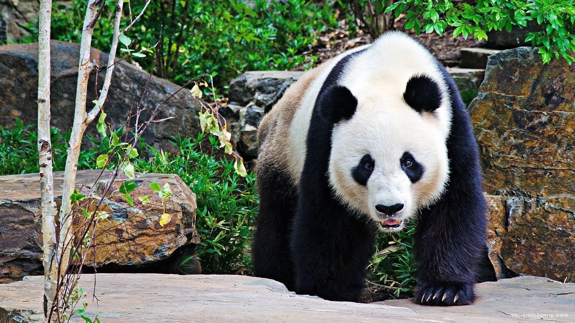 erbivori natura zoo mammifero selvaggio fauna selvatica animale legno all aperto erba parco albero estate